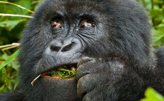 Gorilla Trekking vs Habituation Experience