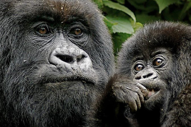 2 Days Gorilla Trekking Rwanda